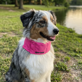 Baydog - Arctic Bay Cooling Collar