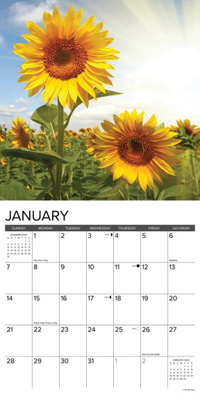 2024 Sunflowers Calendar