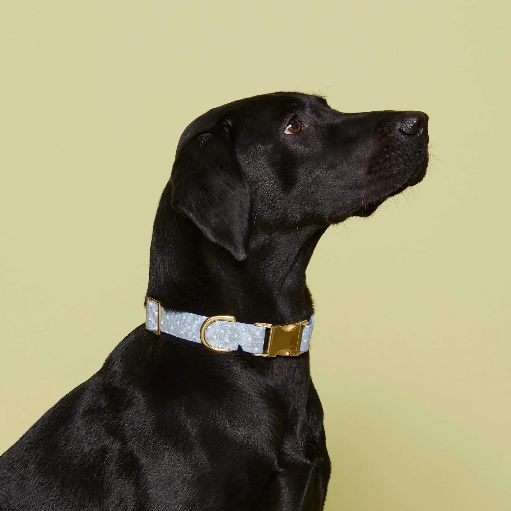 Dog Collar Chambray Dots