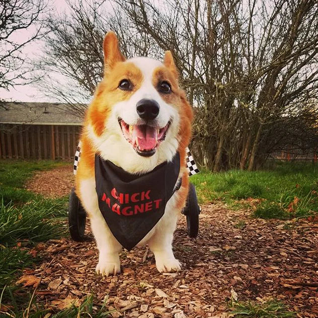FunDog Bandanas - Dog Bandana Chick Magnet
