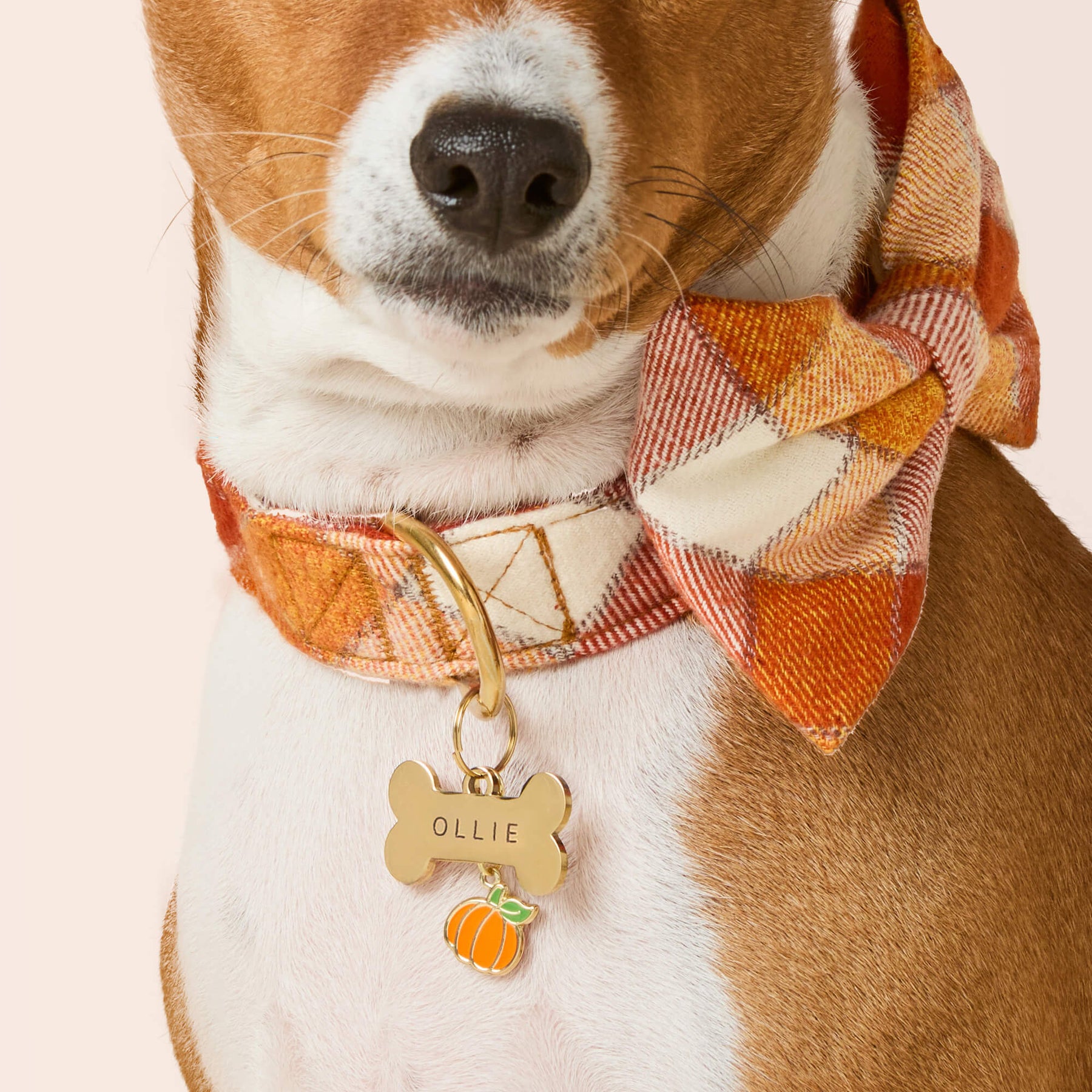 The Foggy Dog - Dog Charm Two Sided For Collar Pumpkin