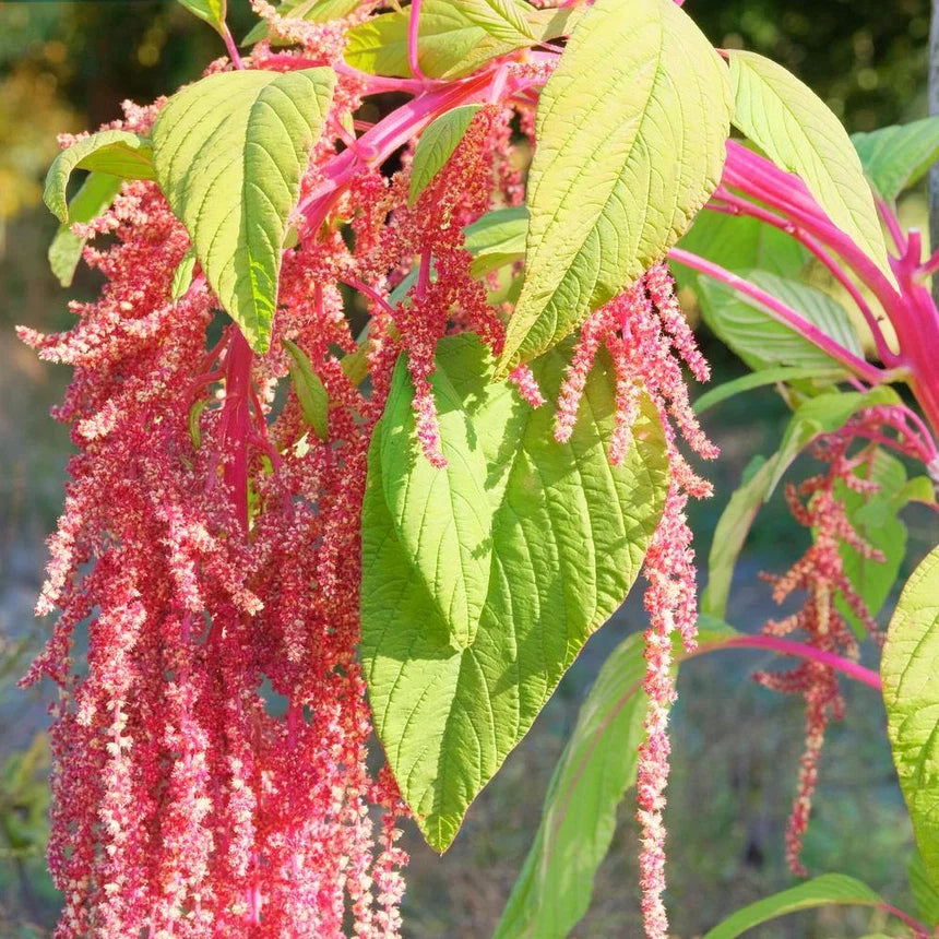Botanical Interests, Inc. - Amaranth Coral Fountain Annual