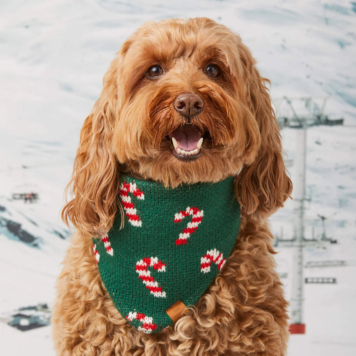 Dog Bandana Candy Cane Knit