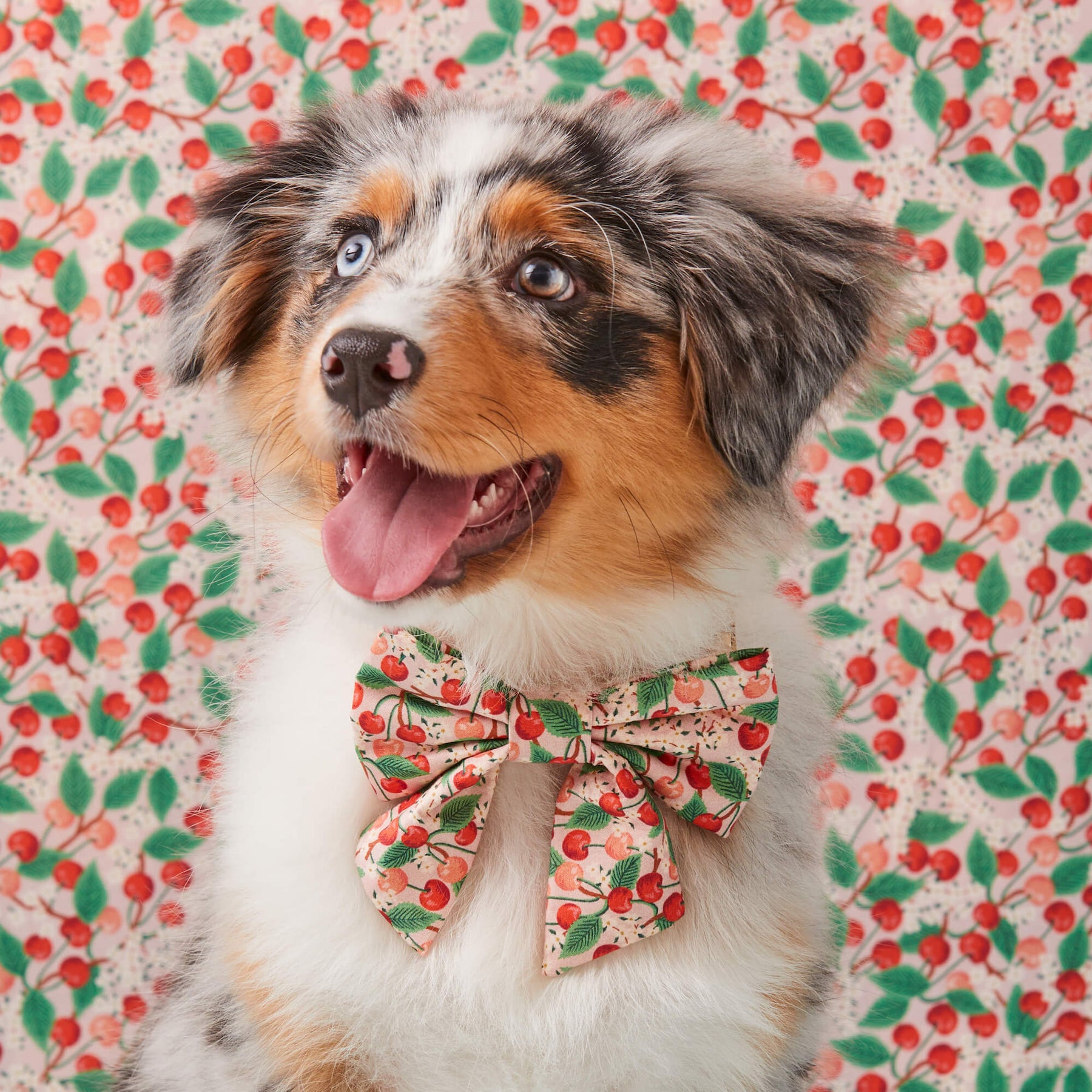 Lady Dog Bow Rifle Paper Co. X TFD Cherry Blossom