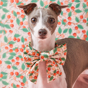 Lady Dog Bow Rifle Paper Co. X TFD Cherry Blossom