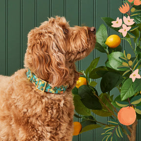 Dog Collar Citrus Floral Rifle Paper CO. X TFD