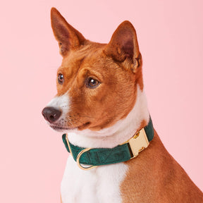 The Foggy Dog - Dog Collar Forest Green Velvet