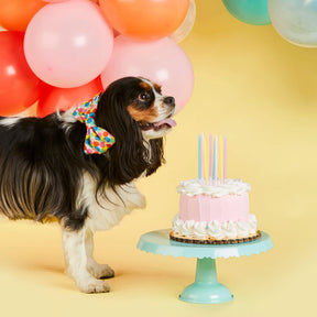 Dog Bow Tie Pup, Pup, & Away