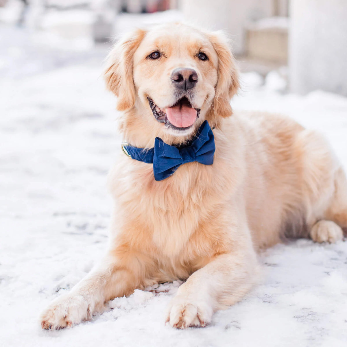 The Foggy Dog - Dog Bow Tie Navy Velvet