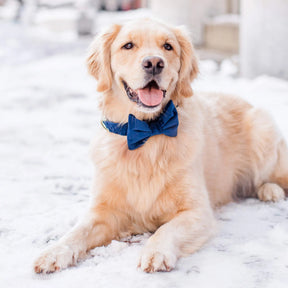 The Foggy Dog - Dog Bow Tie Navy Velvet