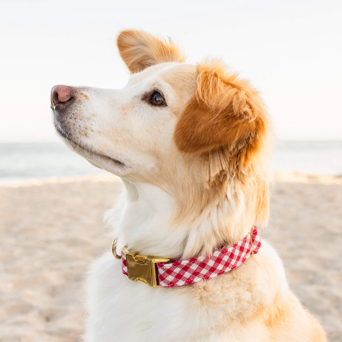 Dog Collar Red Gingham