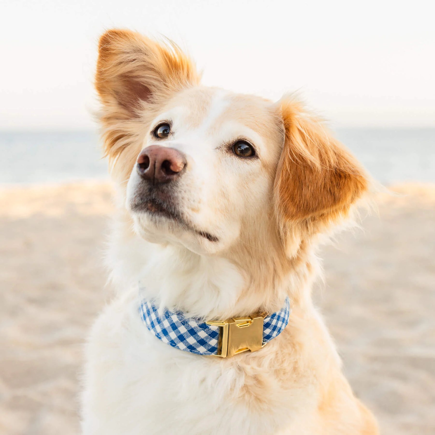 Dog Collar Lake Blue Gingham