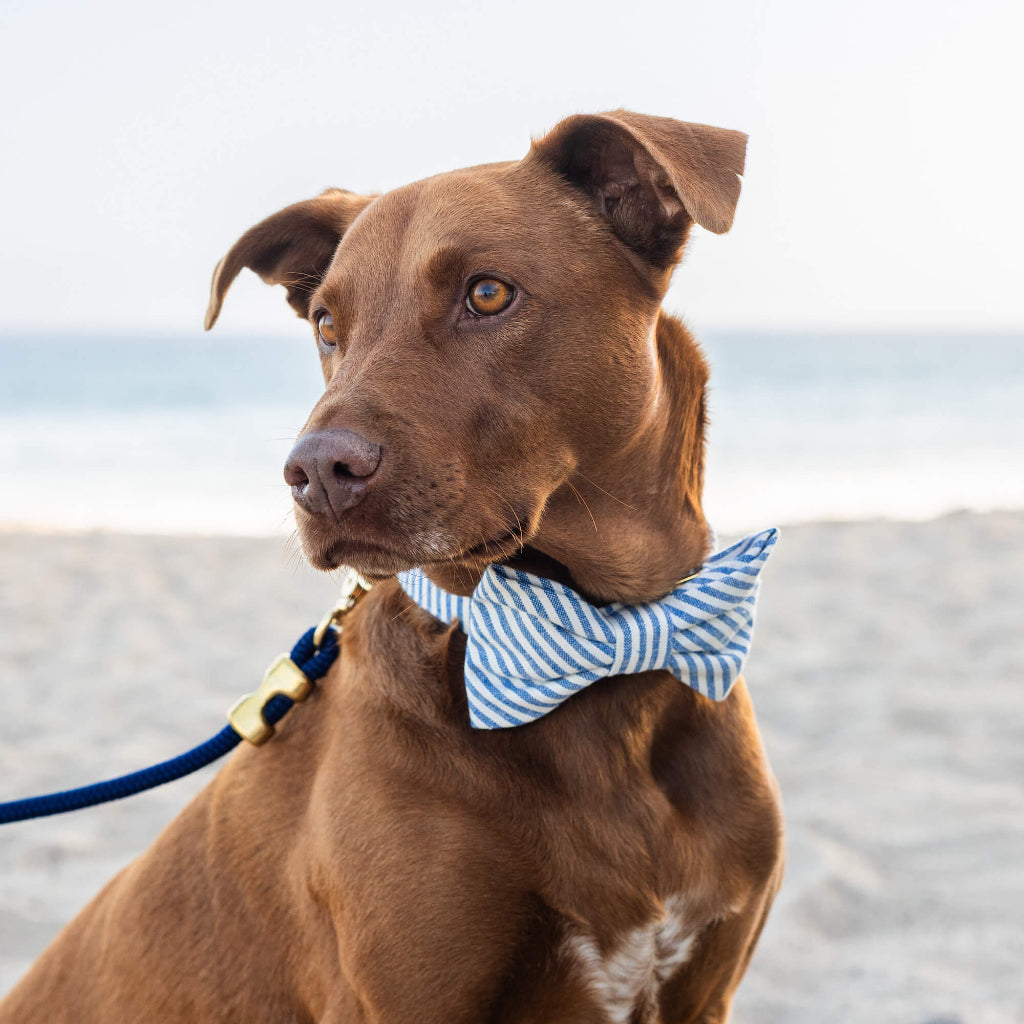 Foggy Dog - Dog Bow Tie Lake Blue Stripe