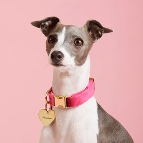 Dog Collar Hot Pink Velvet