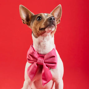 Lady Dog Bow Hot Pink Velvet