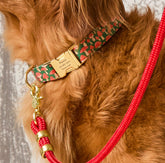 Dog Collar Mushroom Meadow