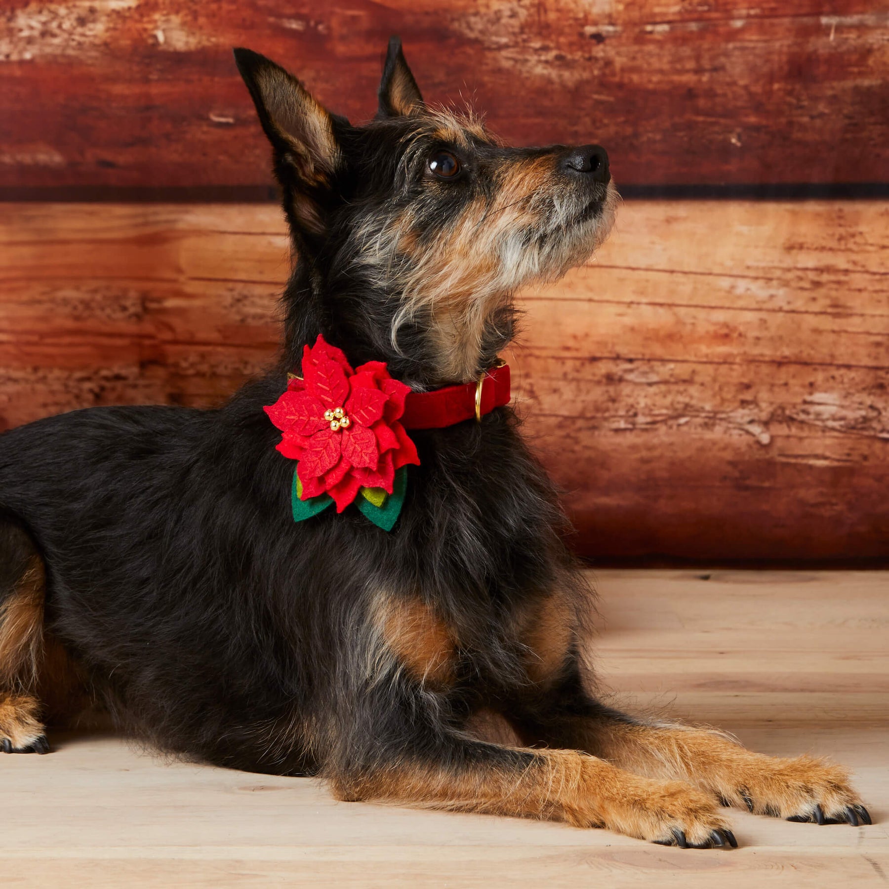 Poinsettia Flower For Dog Collar