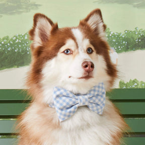Foggy Dog - Dog Bow Tie Sky Blue Gingham