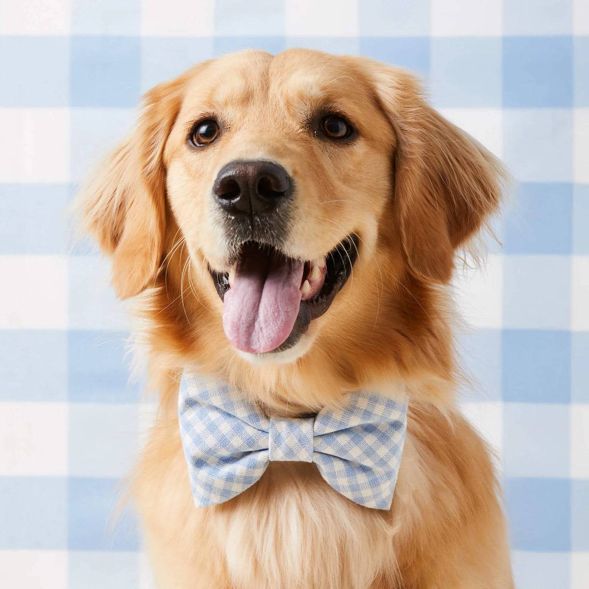 Dog Bow Tie Sky Blue Gingham