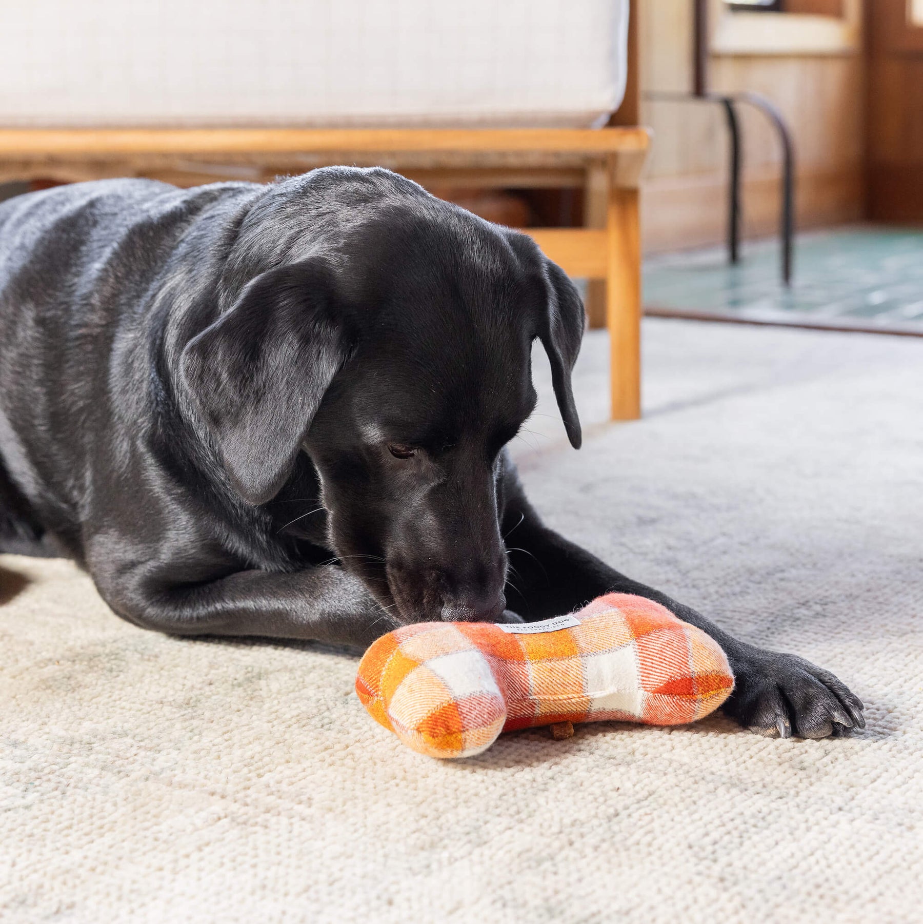 The Foggy Dog - Dog Toy Dog Bone Squeaky