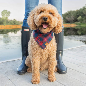 The Foggy Dog - Bandana Dog Holiday Kingston Plaid Flannel