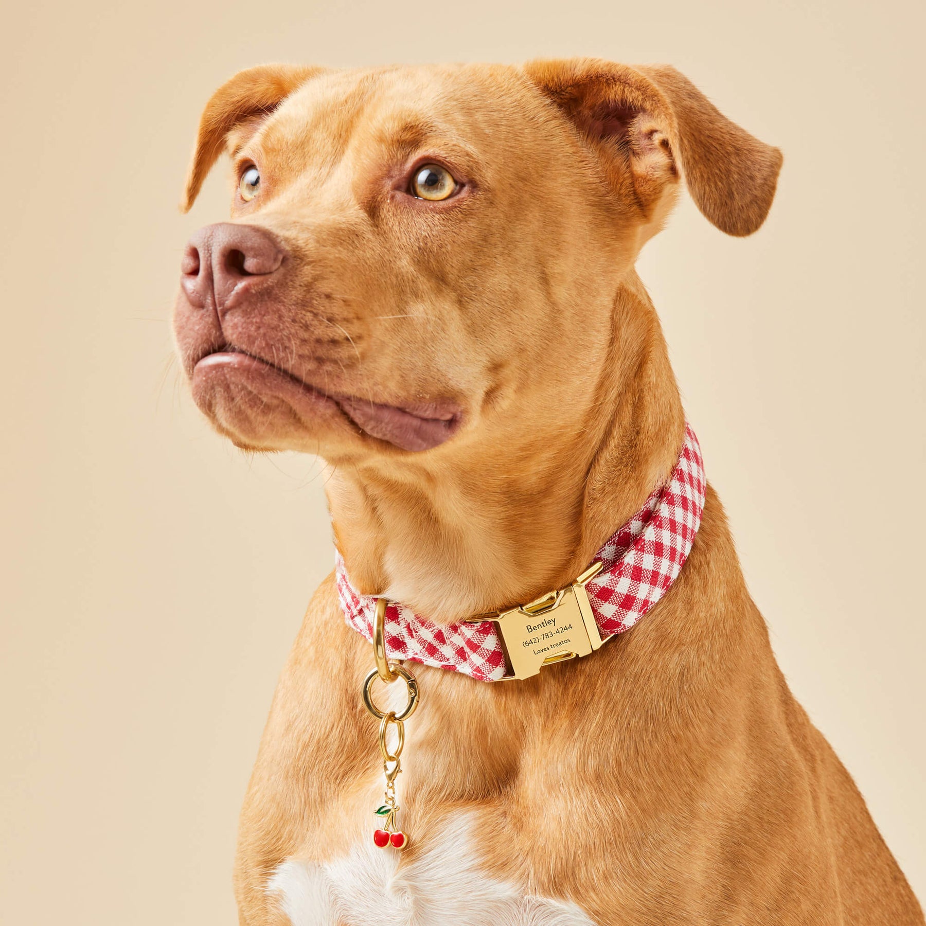 Dog Collar Red Gingham
