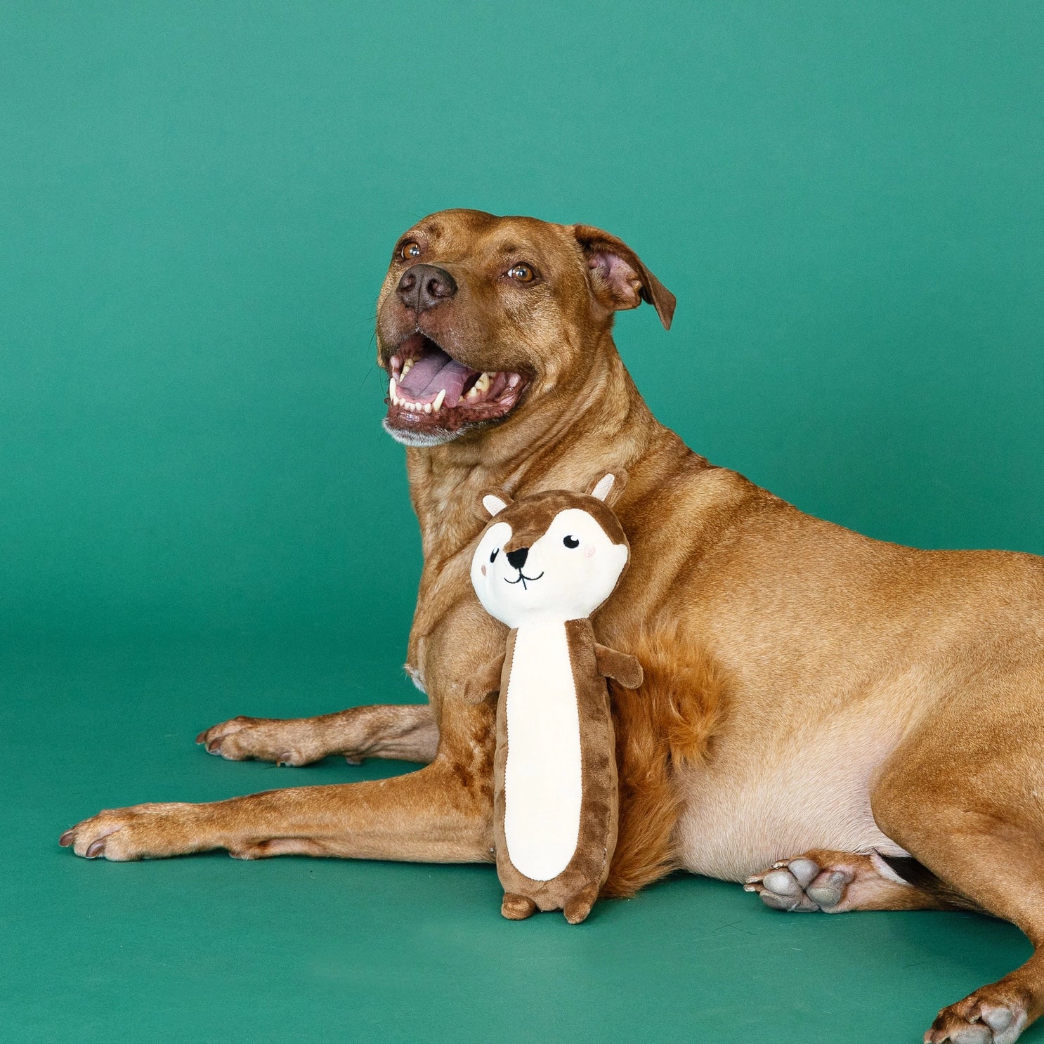 Wagsdale - Dog Toy Plush Nuts for You