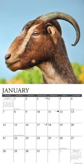 2024 Goats Calendar