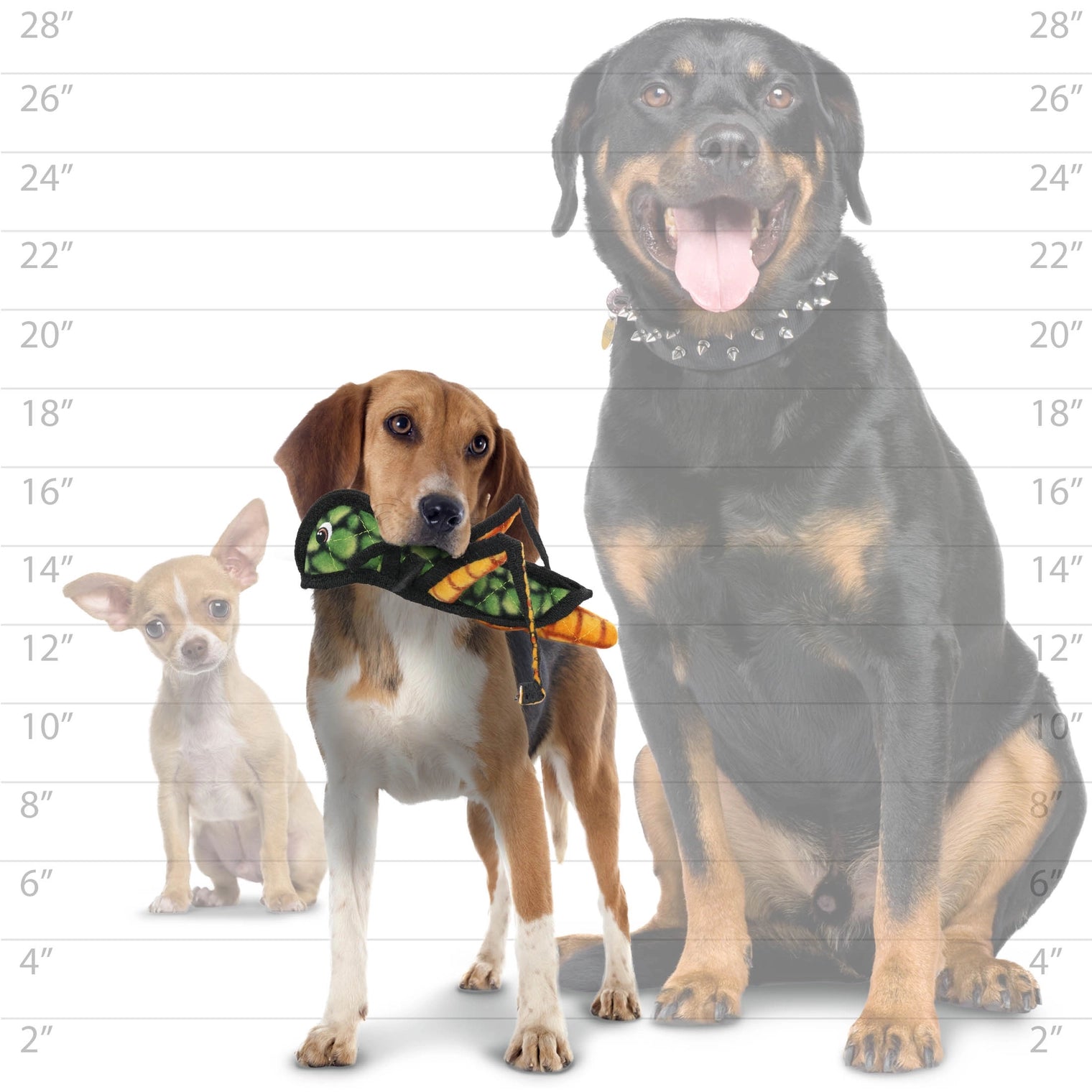 Tuffy Dog Toys - Tuffy Bug Grasshopper