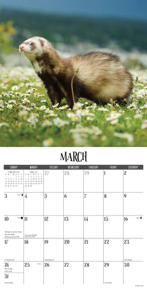 2024 Ferrets Calendar