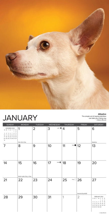 2024 Chihuahua Rules Calendar