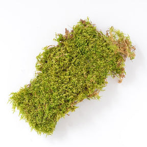 Green Sheet Moss - 675 sqft