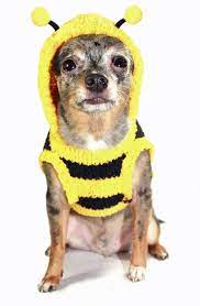 Barker's Bowtique - Sweater Bumble Bee Chenille