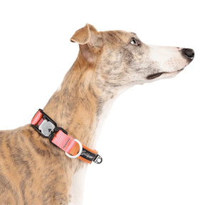 GoldPaw - Featherweight Swiftlock Collar