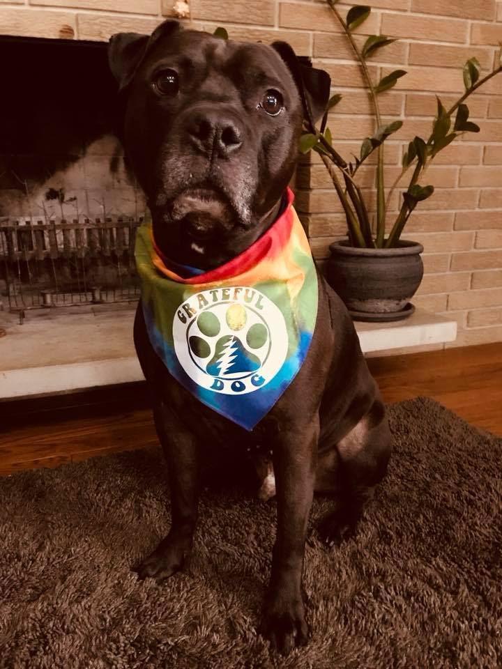 FunDog Bandanas - Dog Bandana Grateful Dog