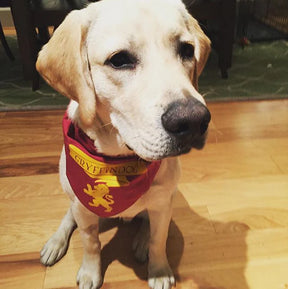 FunDog Bandanas - Dog Bandana Gryffindog