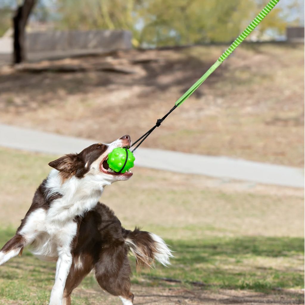 Tree Tugger Dog Toy