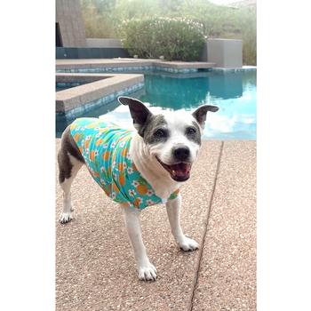 Doggie Design - Hawaiian Camp Shirt Pineapple Luau