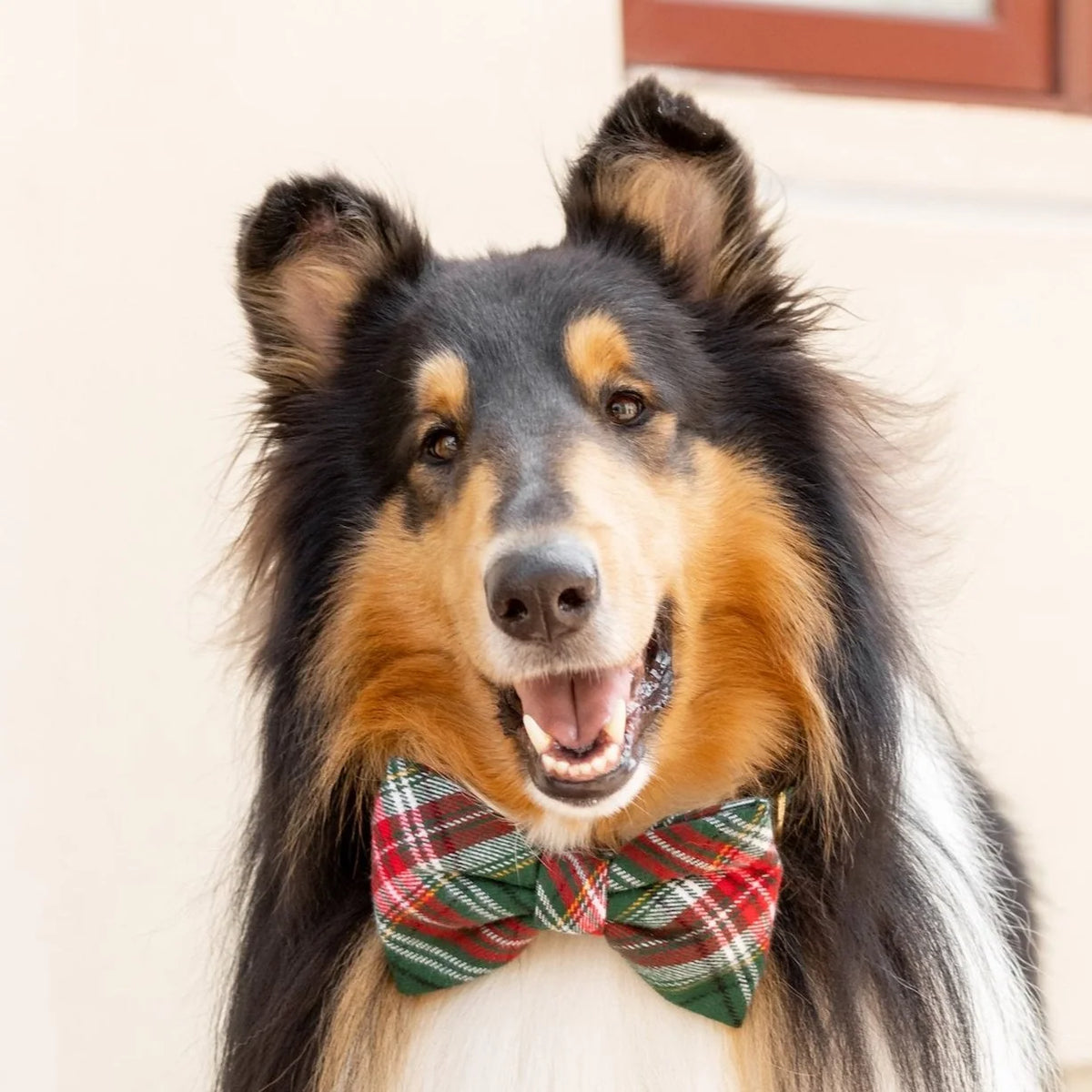 The Foggy Dog - Dog Bow Tie Holly Jolly