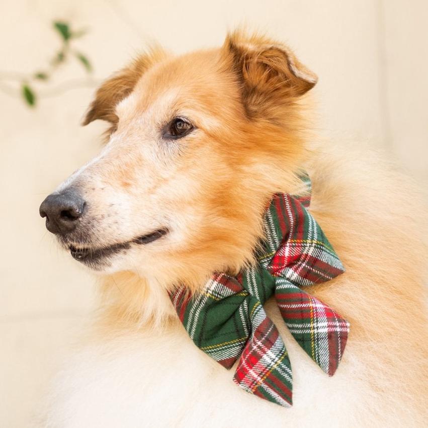 Lady Dog Bow Holly Jolly