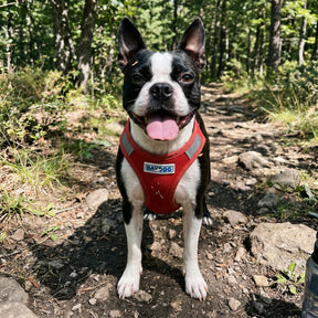Baydog - Harness Liberty Dog Red
