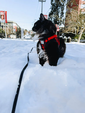 Harness & Leash Set - "Buffalo Plaid"