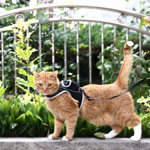 Cat Harness Leash Set Stray x Travel Edition - Main Image