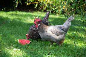 Classic Chicken Layer