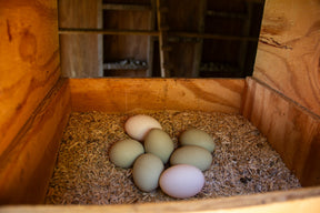 Classic Chicken Layer