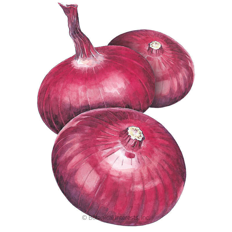 Botanical Interests, Inc. - Flat of Italy Bulb Cipollini Onion Seeds