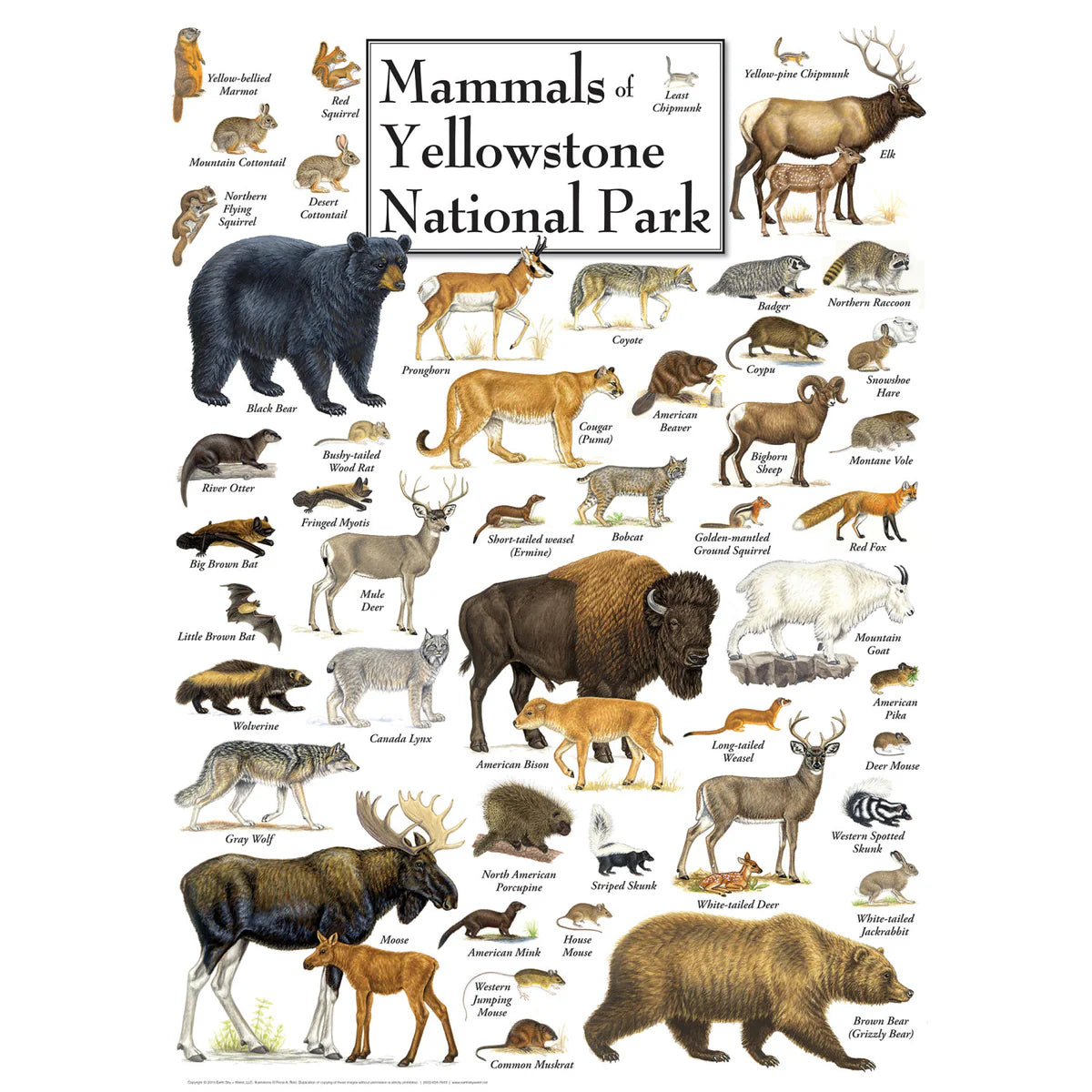 Puzzle Mammals of Yellowstone 1000 Piece