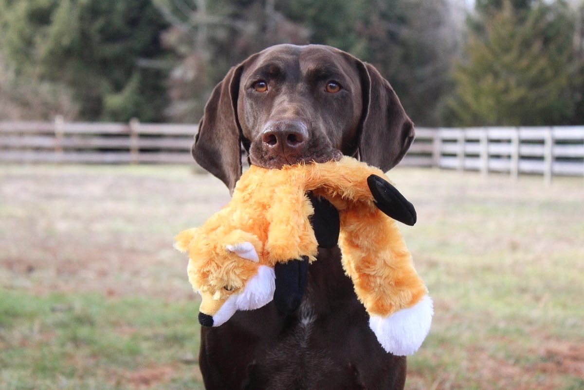 Tall Tails - Fox Stuffless With Inner Rope & Squeaker In Head