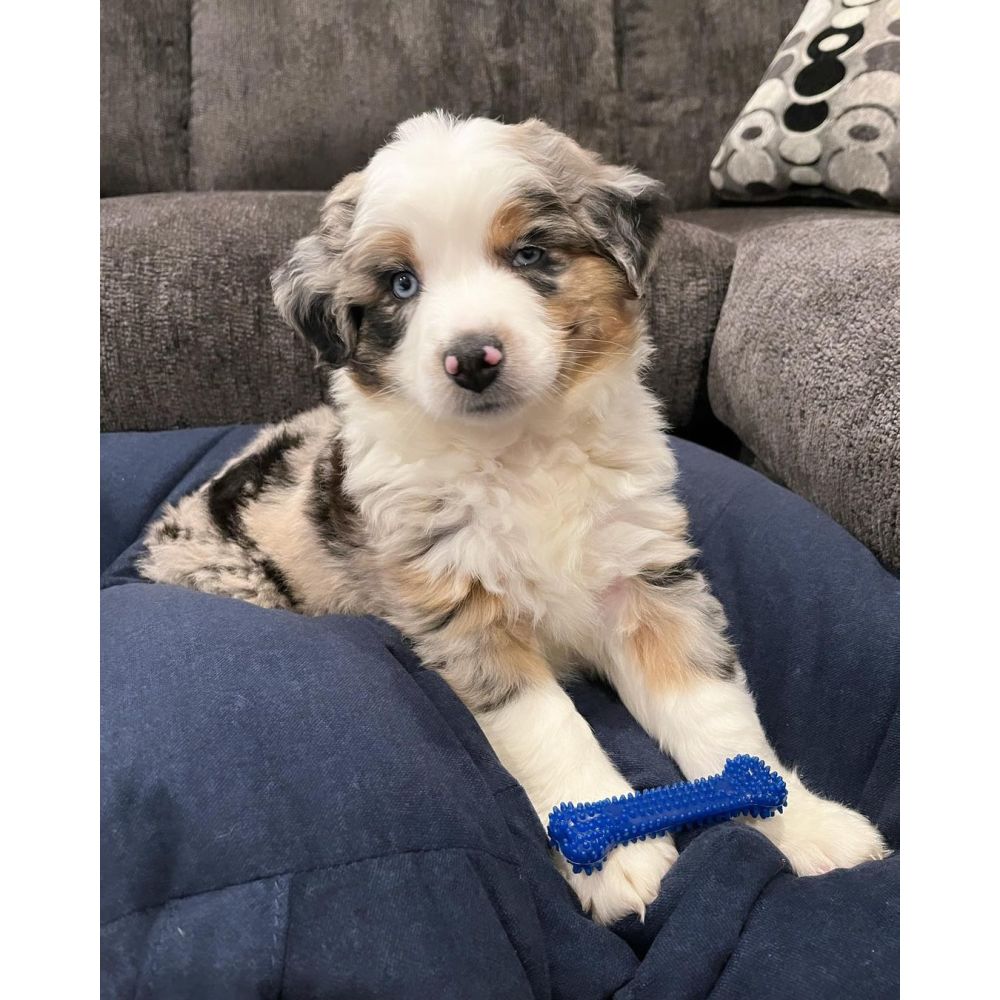 Nylabone - Dental Chew Bone Original