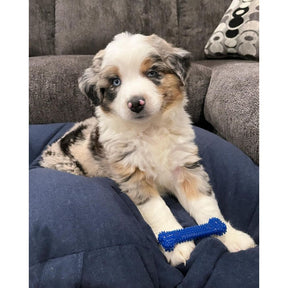 Nylabone - Dental Chew Bone Original